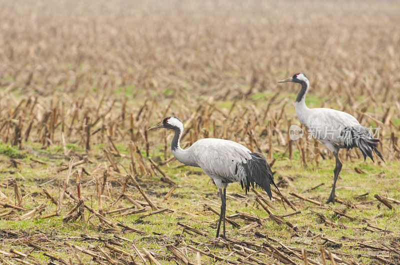 普通鹤(Grus Grus)站在田野里